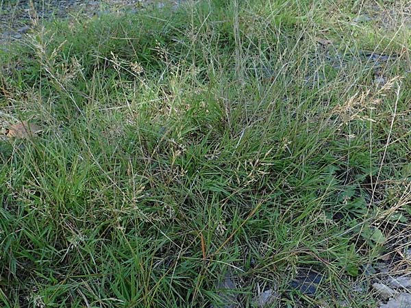 Agrostis stolonifera \ Weißes Straußgras / Creeping Bentgrass, D Mörfelden-Walldorf 14.8.2021