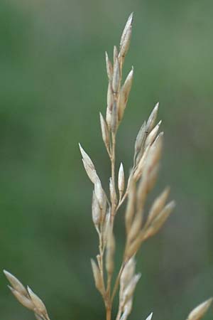 Agrostis stolonifera / Creeping Bentgrass, D Mörfelden-Walldorf 14.8.2021