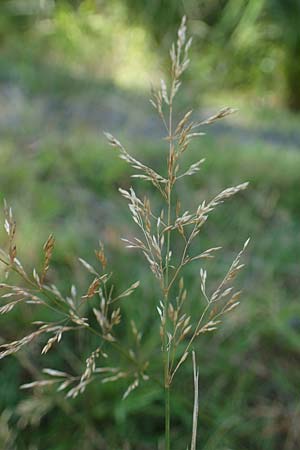 Agrostis stolonifera / Creeping Bentgrass, D Mörfelden-Walldorf 14.8.2021