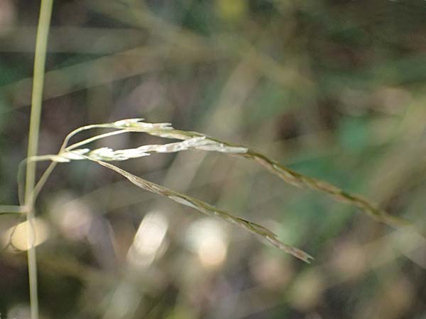 Festuca altissima \ Wald-Schwingel / Wood Fescue, D Düren 20.8.2022