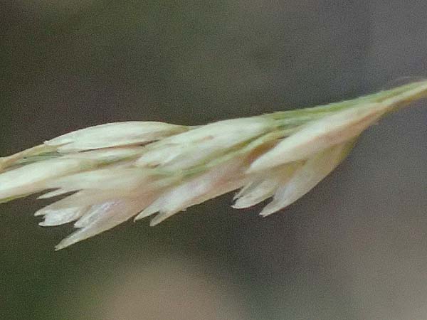 Festuca altissima \ Wald-Schwingel / Wood Fescue, D Düren 20.8.2022