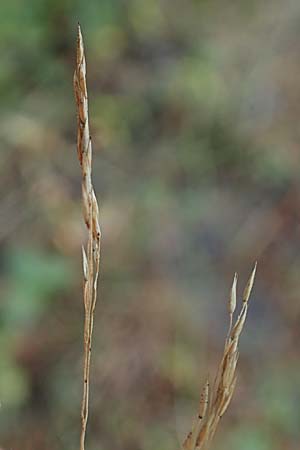Agrostis scabra \ Raues Straugras / Rough Bentgrass, Hair Grass, D Essen 21.8.2022