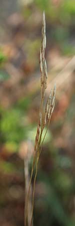 Agrostis scabra \ Raues Straugras / Rough Bentgrass, Hair Grass, D Essen 21.8.2022