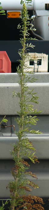 Artemisia tournefortiana \ Armenischer Beifu, D Hockenheim 1.9.2022