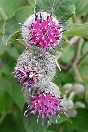 Arctium tomentosum \ Filzige Klette / Woolly Burdock, D Grettstadt 18.7.2015