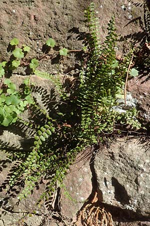 Asplenium trichomanes s.l. / Spleenwort, D Ettlingen 3.10.2015