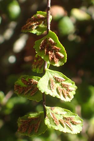 Asplenium trichomanes s.l. \ Braunstieliger Streifenfarn, D Ettlingen 3.10.2015