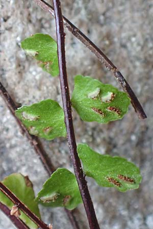 Asplenium trichomanes s.l. \ Braunstieliger Streifenfarn, D Ettlingen 3.10.2015