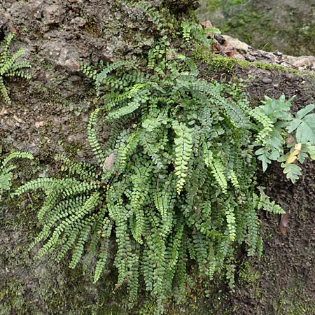 Asplenium trichomanes subsp. trichomanes / Spleenwort, D Heidelberg 5.12.2015