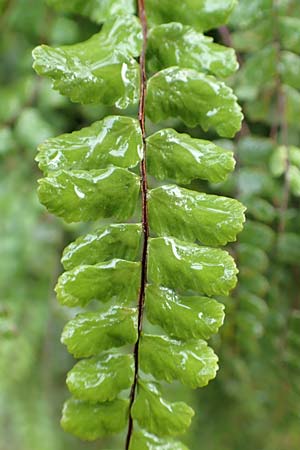 Asplenium trichomanes subsp. trichomanes \ Silikatliebender Brauner Streifenfarn / Spleenwort, D Heidelberg 5.12.2015