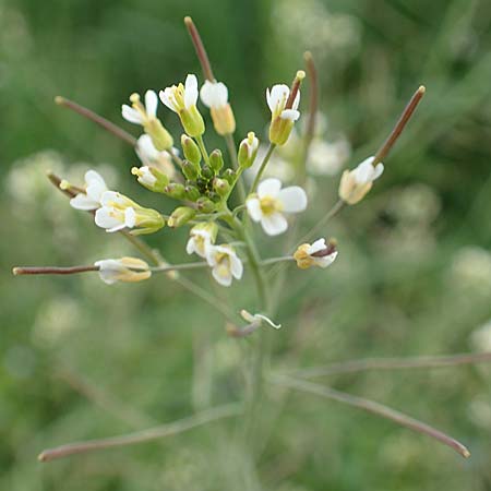 Arabidopsis thaliana \ Acker-Schmalwand, D Ladenburg 4.5.2017