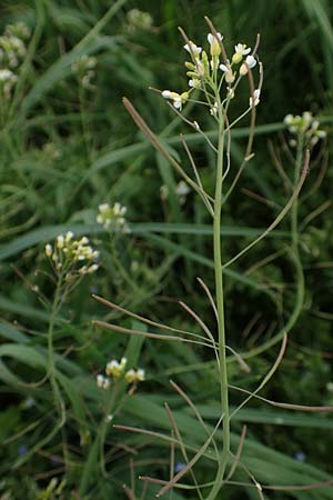 Arabidopsis thaliana \ Acker-Schmalwand, D Ladenburg 4.5.2017