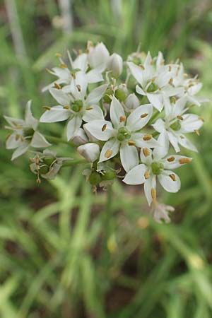 Allium tuberosum \ Schnitt-Knob-Lauch, Chinesischer Schnitt-Lauch, D Ludwigshafen 9.9.2017