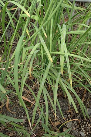Allium tuberosum \ Schnitt-Knob-Lauch, Chinesischer Schnitt-Lauch, D Ludwigshafen 9.9.2017