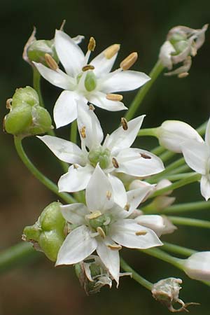 Allium tuberosum \ Schnitt-Knob-Lauch, Chinesischer Schnitt-Lauch, D Ludwigshafen 9.9.2017