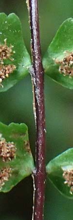 Asplenium trichomanes subsp. trichomanes \ Silikatliebender Brauner Streifenfarn / Spleenwort, D Heidelberg 26.10.2017