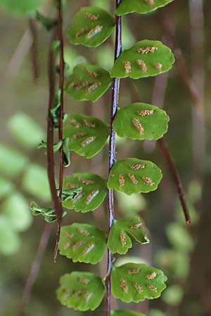 Asplenium trichomanes subsp. trichomanes \ Silikatliebender Brauner Streifenfarn / Spleenwort, D Morsbach 22.10.2018