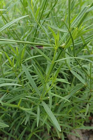 Asperula tinctoria / Dyer's Woodruff, D Botan. Gar. Krefeld 13.6.2019