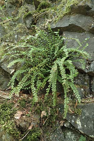 Asplenium trichomanes subsp. trichomanes \ Silikatliebender Brauner Streifenfarn / Spleenwort, D Dillenburg-Donsbach 21.6.2020