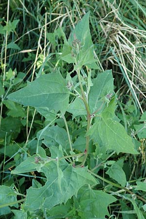 Atriplex prostrata \ Spie-Melde, Spieblttrige Melde, D Burghaun 30.7.2020