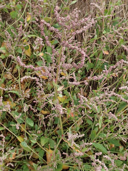 Atriplex prostrata \ Spie-Melde, Spieblttrige Melde / Spear-Leaved Orache, D Sachsen-Anhalt, Sülzetal-Sülldorf 27.9.2020