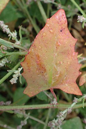 Atriplex prostrata / Spear-Leaved Orache, D Sachsen-Anhalt, Sülzetal-Sülldorf 27.9.2020