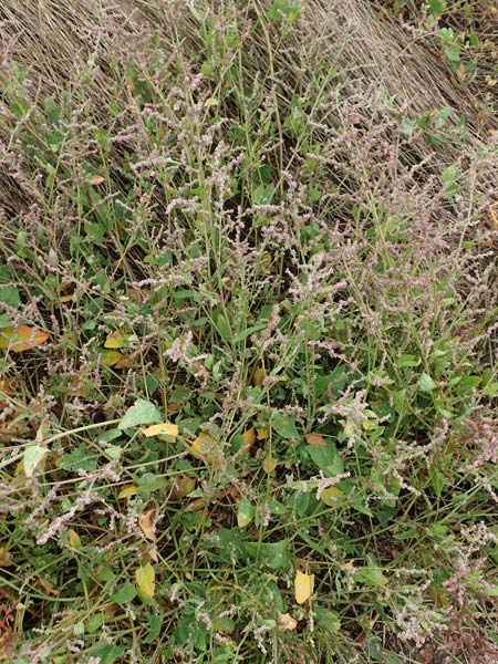 Atriplex prostrata \ Spie-Melde, Spieblttrige Melde / Spear-Leaved Orache, D Sachsen-Anhalt, Sülzetal-Sülldorf 27.9.2020