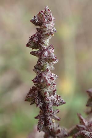 Atriplex prostrata \ Spie-Melde, Spieblttrige Melde, D Sachsen-Anhalt, Sülzetal-Sülldorf 27.9.2020