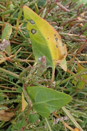 Atriplex prostrata \ Spie-Melde, Spieblttrige Melde / Spear-Leaved Orache, D Sachsen-Anhalt, Sülzetal-Sülldorf 27.9.2020