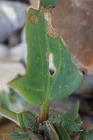 Atriplex glabriuscula \ Kahle Melde, D Hohenfelde 18.9.2021