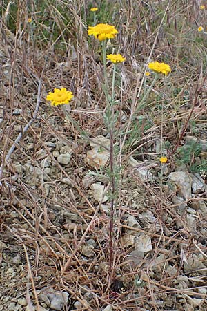 Anthemis tinctoria / Yellow Chamomile, D Thüringen, Heldrungen 16.6.2023