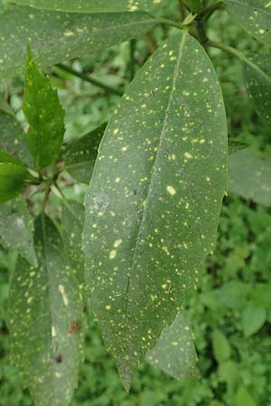 Aucuba japonica \ Japanische Goldorange, Japanische Aukube / Gold Dust Plant, D Leverkusen 24.4.2019