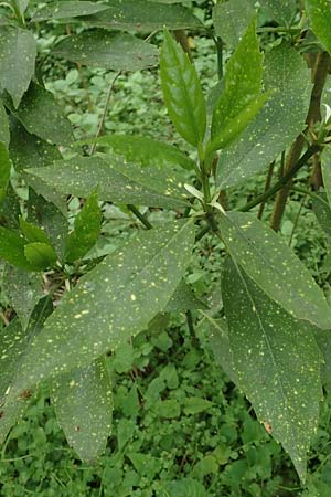 Aucuba japonica \ Japanische Goldorange, Japanische Aukube / Gold Dust Plant, D Leverkusen 24.4.2019