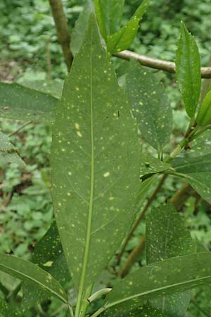 Aucuba japonica \ Japanische Goldorange, Japanische Aukube / Gold Dust Plant, D Leverkusen 24.4.2019