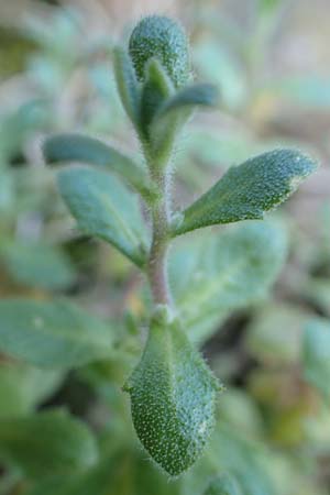 Aubrieta deltoidea / Purple Rock Cress, D Mannheim-Seckenheim 4.4.2020