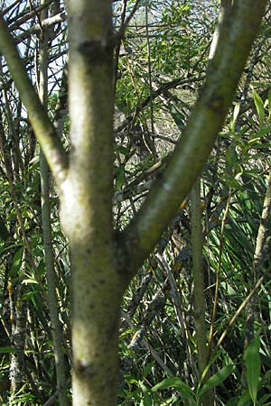 Salix x fruticosa \ Weiden-Hybride / Hybrid Willow, D Villingen-Schwenningen 18.5.2007