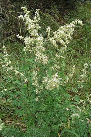 Artemisia vulgaris \ Gewhnlicher Beifu / Mugwort, D Babenhausen 11.8.2007