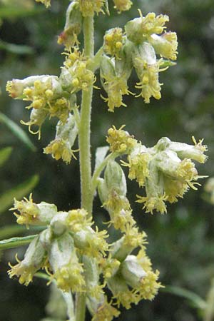 Artemisia vulgaris / Mugwort, D Babenhausen 11.8.2007