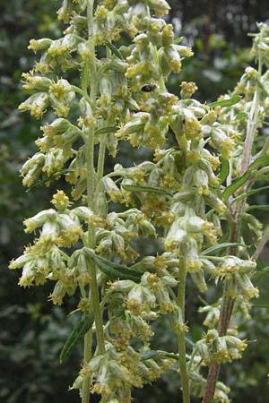 Artemisia vulgaris \ Gewöhnlicher Beifuß, D Babenhausen 11.8.2007