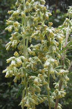 Artemisia vulgaris / Mugwort, D Babenhausen 11.8.2007