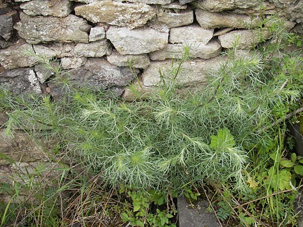 Artemisia campestris \ Feld-Beifu / Field Wormwood, D Martinstein an der Nahe 15.5.2010