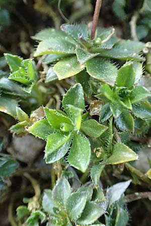 Arabis vochinensis \ Wocheiner Gnsekresse, D Botan. Gar.  Universit.  Heidelberg 21.4.2016