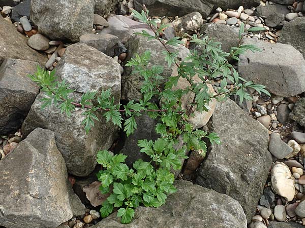 Artemisia vulgaris \ Gewhnlicher Beifu / Mugwort, D Krefeld-Uerdingen 28.9.2017