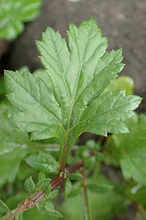 Artemisia vulgaris \ Gewhnlicher Beifu / Mugwort, D Krefeld-Uerdingen 28.9.2017