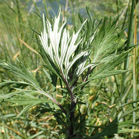 Artemisia vulgaris \ Gewhnlicher Beifu / Mugwort, D Mannheim 1.6.2020