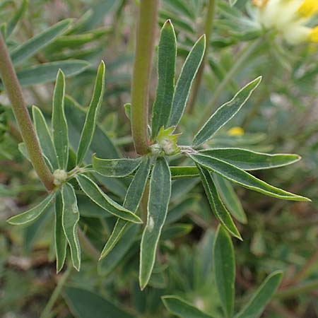 Anthyllis vulneraria subsp. polyphylla \ Steppen-Wundklee, Ungarischer Wundklee / Many-Leaved Kidney Vetch, D Mannheim 13.5.2021