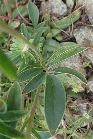 Anthyllis vulneraria subsp. polyphylla \ Steppen-Wundklee, Ungarischer Wundklee / Many-Leaved Kidney Vetch, D Mannheim 13.5.2021