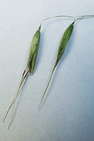 Avena hybrida \ Kurzhaar-Hafer / Short-Haired Oat, D Aachen-Orsbach 10.8.2021