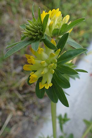 Anthyllis vulneraria subsp. polyphylla \ Steppen-Wundklee, Ungarischer Wundklee / Many-Leaved Kidney Vetch, D Mannheim 27.4.2022