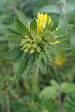 Anthyllis vulneraria subsp. polyphylla \ Steppen-Wundklee, Ungarischer Wundklee / Many-Leaved Kidney Vetch, D Mannheim 27.4.2022